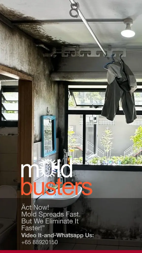 mold busters - brochure1.webp