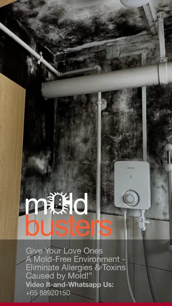 mold busters - brochure3.webp